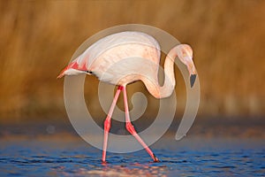 Beautiful pink bird in the water. Greater Flamingo, Phoenicopterus ruber, Nice pink big bird, head in the water, animal in the nat