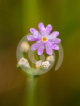 Beautiful pink birds eye primrose flower on a natural background in forest after the rain.