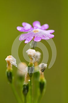 Beautiful pink birds eye primrose flower on a natural background in forest after the rain.