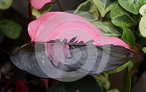 Beautiful pink and black leaf of Philodendron Pink Princess tropical plant