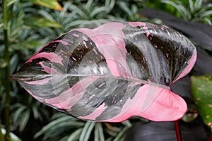 Beautiful pink and black leaf of Philodendron Pink Princess, a popular houseplant
