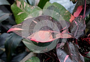 Beautiful pink and black leaf of Philodendron Pink Princess tropical plant