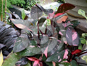 Beautiful pink and black variegated eaves of Philodendron Pink Princess, a popular houseplant