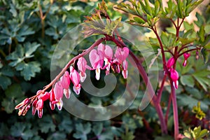 Beautiful pink bleeding heart flowers - Dicentra spectabils