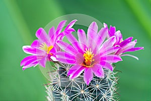 Beautiful pink blooming cactus flower with green blur background