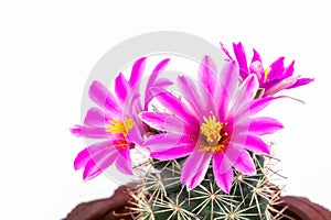 Beautiful pink blooming cactus flower with green blur background