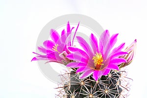 Beautiful pink blooming cactus flower with white background