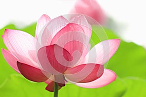 Beautiful pink blooming lotus,flower and natural background