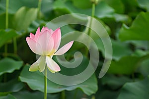 Beautiful pink blooming lotus,flower and natural background