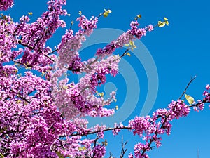 beautiful pink blooming redbud flowers (Cercis siliquastrum) on a tree in spring on blue sky background photo