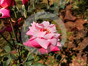 beautiful pink blooming rosa mainzer fastnacht flowering plant in the garden
