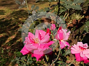 beautiful pink blooming rosa mainzer fastnacht flowering plant in the garden