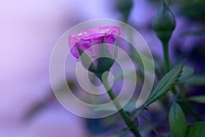 Beautiful pink blooming rose