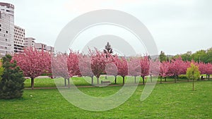 Beautiful pink blooming sakura trees alley in park at springtime. Cherry blossom trees among green formed bushes.