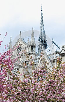 Beautiful pink blooming trees in front of the Notre Dame in Paris