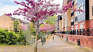 Beautiful pink blooming trees lining a residential area along the tranquil canal in Apsley, creating a picturesque