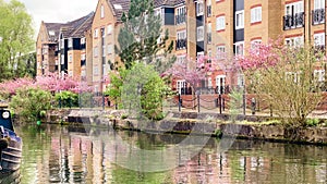 Beautiful pink blooming trees lining a residential area along the tranquil canal in Apsley, creating a picturesque