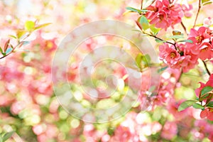 Beautiful pink blossom flowers on the tree on blurred background