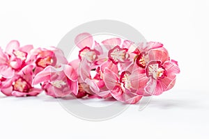 Beautiful pink blossoms of Cymbidium orchids. Pretty exotic Japanese garden flowers, tropical orchids in full bloom.