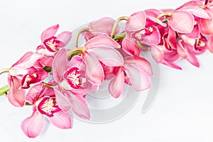 Beautiful pink blossoms of Cymbidium orchids. Pretty exotic Japanese garden flowers, tropical orchids in full bloom.