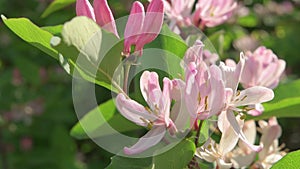 beautiful pink blosson bush. spring time. close up