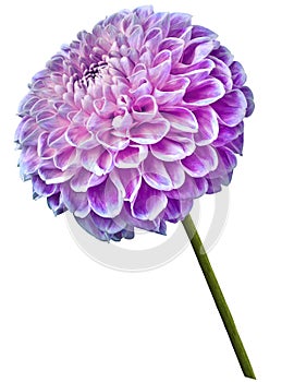 Beautiful pink-blue dahlia flower on a white isolated background. Flower on the stem. Closeup.