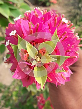 It is a beautiful pink bougainvilea  -  Image photo