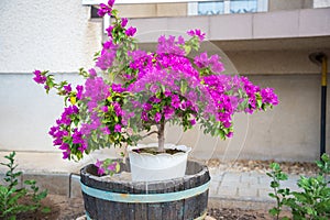 Beautiful pink Bougainvillea flowers