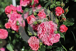 Beautiful pink branch of rose flower in the garden after the rain, small depth of field