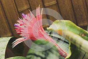 Beautiful pink bromelia flower in the garden on sunny day