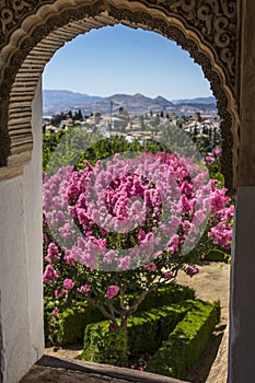 Beautiful pink bush outside the arch-shaped window of the Alhambra palace in Granada, Spain