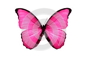 Beautiful pink butterfly isolated on white background