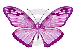 Beautiful pink butterfly isolated on a white background. Hand painted Watercolor design