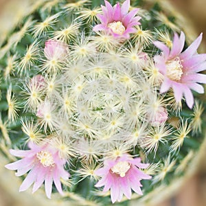 Beautiful pink cactus flower blooming in garden