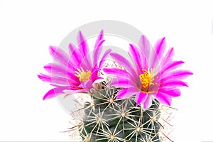 Beautiful pink cactus flower isolated  with white background