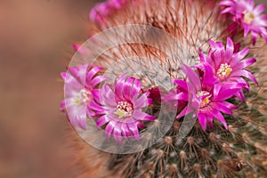 Beautiful pink cactus flower macro high detail