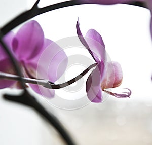Beautiful pink caladenia