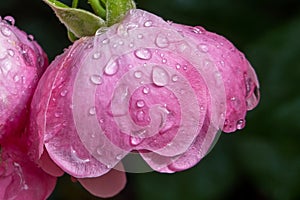 beautiful pink camelot rose with dew drops, condition after watering flowers in the garden, after rain