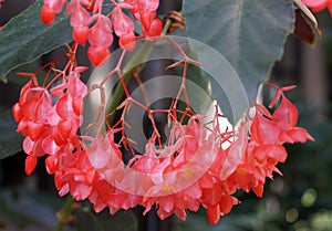 Beautiful pink Cane-Like Begonia 'Torch' flowers photo