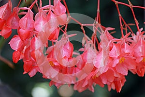 Beautiful pink Cane-Like Begonia 'Torch' flowers photo