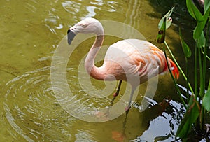 A beautiful pink Caribbean flamingo standing inside a shallow pond