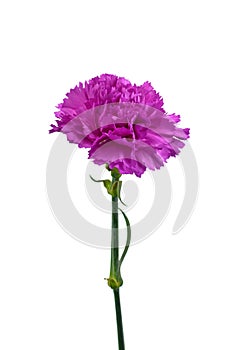 Beautiful pink carnation flower isolated