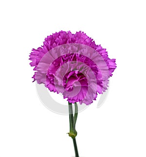 Beautiful pink carnation flower isolated