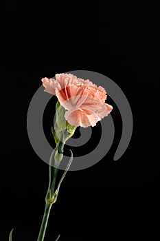 Beautiful pink carnation flower isolated on black background