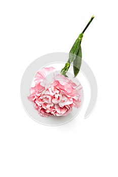 Pink carnation flower isolated on white photo