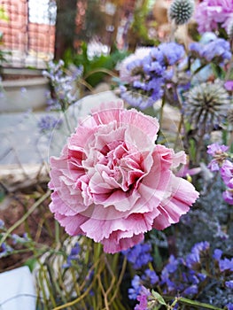 A beautiful pink carnation flower with purple flowers in the background.