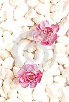 Bianco pietre bellissimo contrastante rosa fiore garofano 