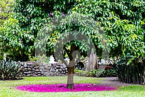 Beautiful pink carpet of flowers under a Malay rose apple (Syzygium malaccense ) tree