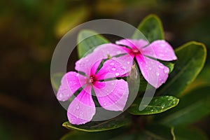 Beautiful Pink Catharanthus Roseus Flower With Raindrops In The Green Leaf 1