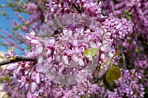 Beautiful pink Cercis siliquastrum tree blooming in park on sunny day